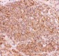 Anti-NFkB p100/p52 Picoband Antibody